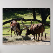 Ankole Cattle #2 Poster (Voorkant)