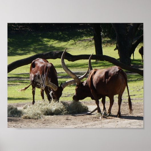 Ankole Cattle #2 Poster (Voorkant)