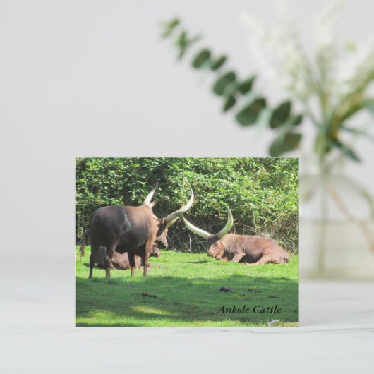 Ankole Cattle Briefkaart (Staand voorkant)