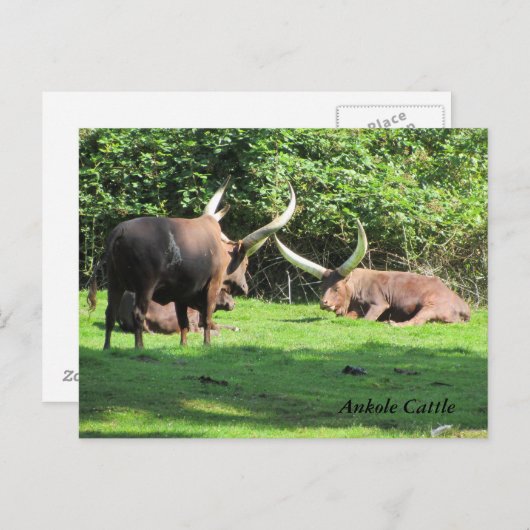 Ankole Cattle Briefkaart (Voorkant / Achterkant)