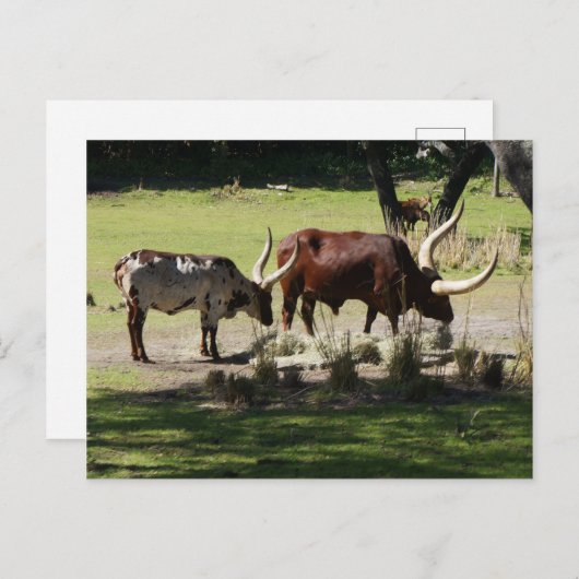 Ankole Cattle Briefkaart (Voorkant / Achterkant)