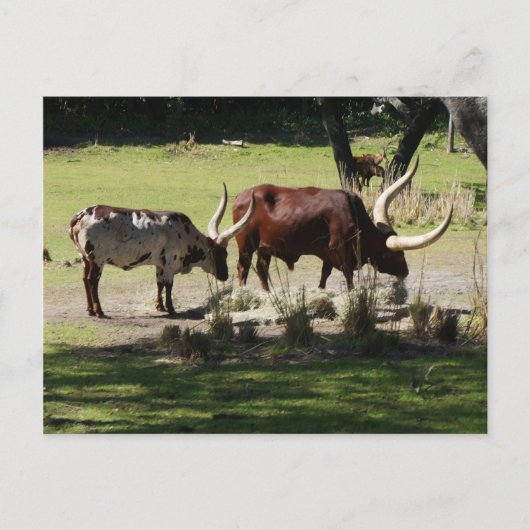 Ankole Cattle Briefkaart (Voorkant)