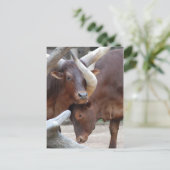 Ankole Cattle Briefkaart (Staand voorkant)