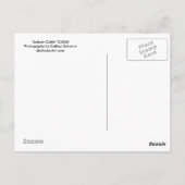 Ankole Cattle Briefkaart (Achterkant)