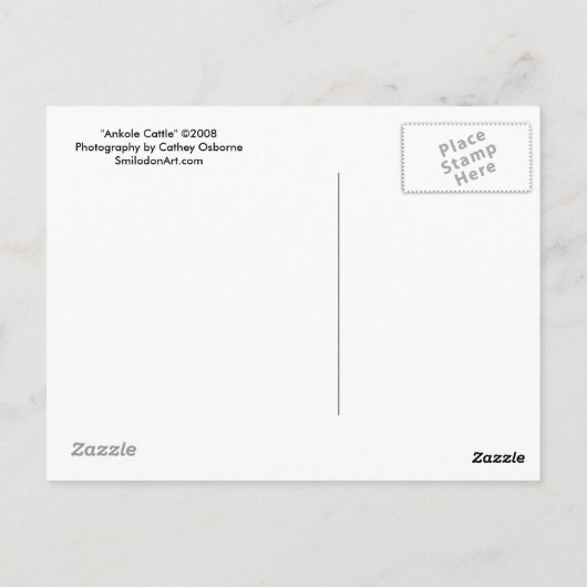 Ankole Cattle Briefkaart (Achterkant)