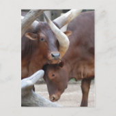 Ankole Cattle Briefkaart (Voorkant)