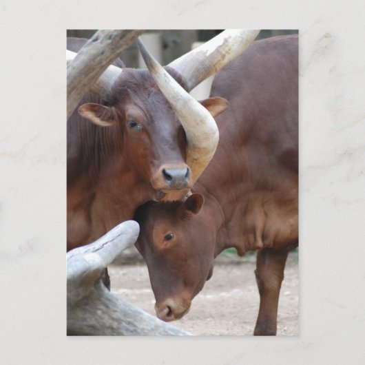 Ankole Cattle Briefkaart (Voorkant)