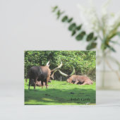 Ankole Rundvee Briefkaart (Staand voorkant)