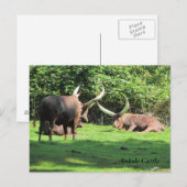 Ankole Rundvee Briefkaart (Voorkant / Achterkant)