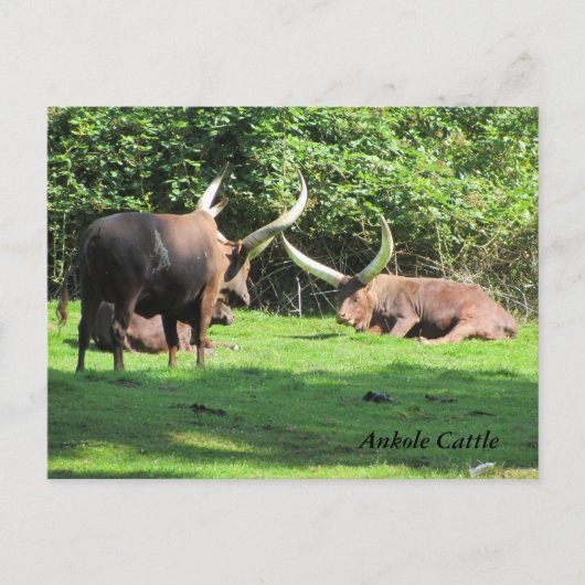 Ankole Rundvee Briefkaart (Voorkant)