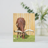 Ankole-Watusi graast Briefkaart (Staand voorkant)