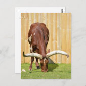 Ankole-Watusi graast Briefkaart (Voorkant / Achterkant)