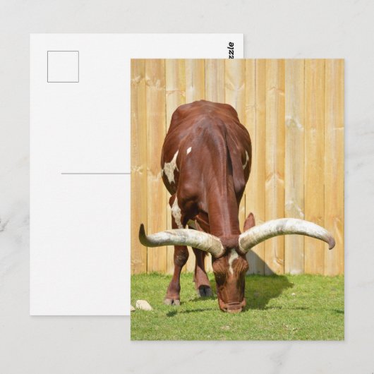 Ankole-Watusi graast Briefkaart (Voorkant / Achterkant)