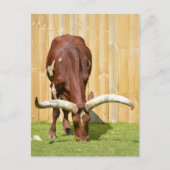 Ankole-Watusi graast Briefkaart (Voorkant)