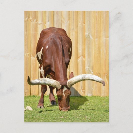 Ankole-Watusi graast Briefkaart (Voorkant)