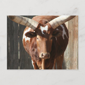 Ankole-Watusi Steer met enorme horens Briefkaart