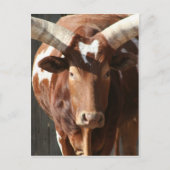 Ankole-Watusi Steer With Huge Horns Briefkaart (Voorkant)