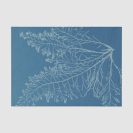 Anna Atkins Botanische Studie Tissuepapier