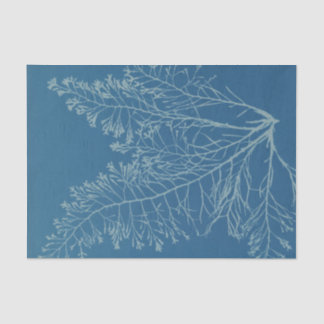 Anna Atkins Botanische Studie Tissuepapier