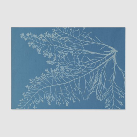 Anna Atkins Botanische Studie Tissuepapier (Voorkant)