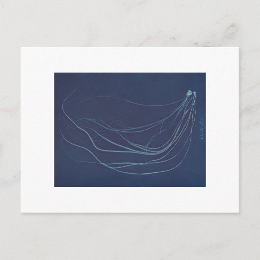 Anna Atkins over botanisch cyanotype Briefkaart (Voorkant)