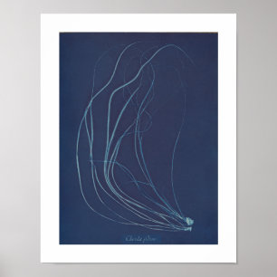 Anna Atkins over botanische Vintages Poster