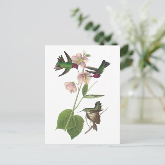 Anna Kolibrie door Audubon Briefkaart (Staand voorkant)