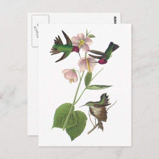 Anna Kolibrie door Audubon Briefkaart (Voorkant / Achterkant)