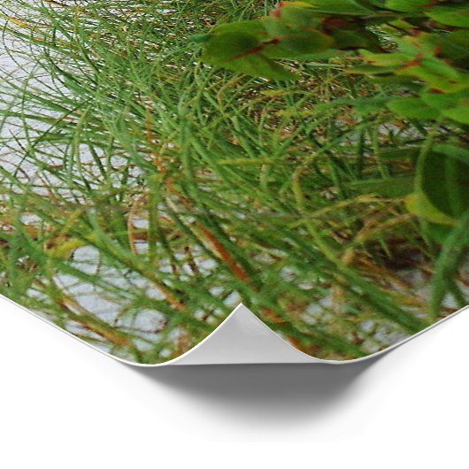 Anna Maria Island, Florida, strandplaats Poster (Hoek)