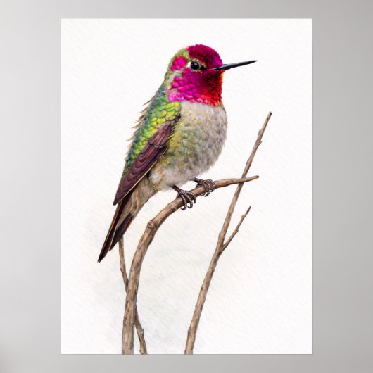 Anna,s Hummingbird Colorful Poster (Voorkant)