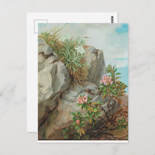 Anna Stainer-Knittel  AlpenRozen Briefkaart (Voorkant / Achterkant)