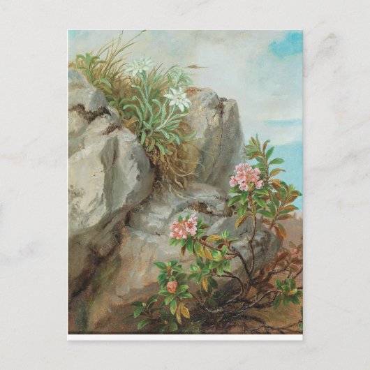 Anna Stainer-Knittel  AlpenRozen Briefkaart (Voorkant)