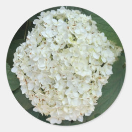 Annabelle hortensia (Hydrangea arborescens) Ronde Sticker