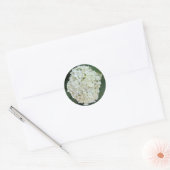 Annabelle hortensia (Hydrangea arborescens) Ronde Sticker (Envelop)