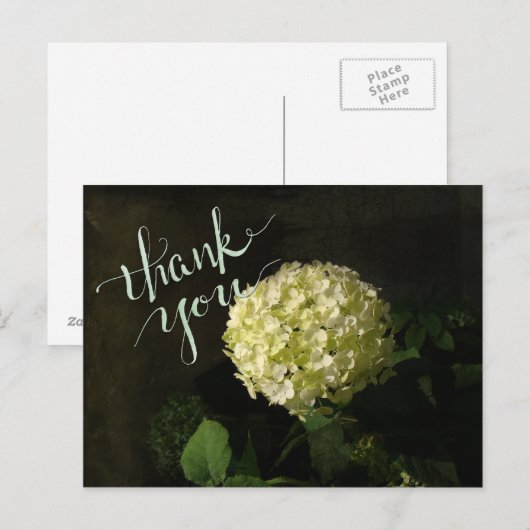 Annabelle Hydrangea Bedankt Briefkaart (Voorkant / Achterkant)