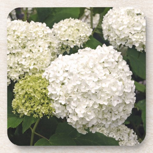 Annabelle Hydrangea Bier Onderzetter (Voorkant)
