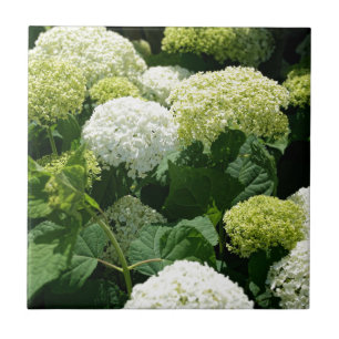 Annabelle Hydrangea Blossom Tegeltje