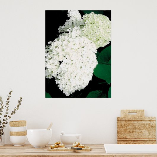               ANNABELLE HYDRANGEA                  POSTER (Keuken)