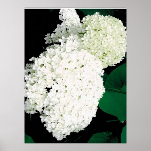               ANNABELLE HYDRANGEA                  POSTER (Voorkant)
