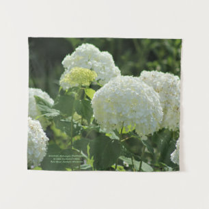 Annabelle Hydrangea Wandkleed