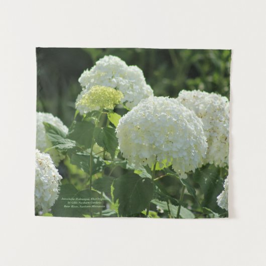 Annabelle Hydrangea Wandkleed (Voorkant (horizontaal))