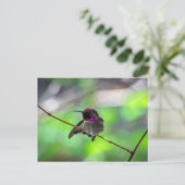 Anna's Hummingbird Briefkaart (Staand voorkant)