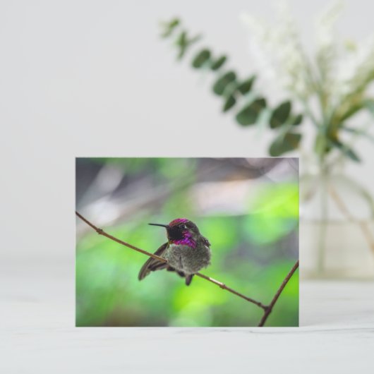 Anna's Hummingbird Briefkaart (Staand voorkant)