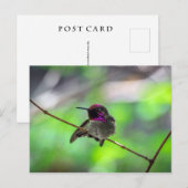 Anna's Hummingbird Briefkaart (Voorkant / Achterkant)