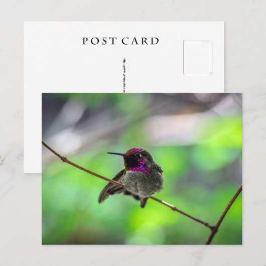 Anna's Hummingbird Briefkaart (Voorkant / Achterkant)