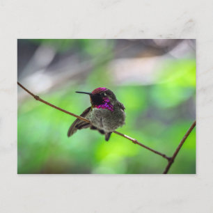 Anna's Hummingbird Briefkaart