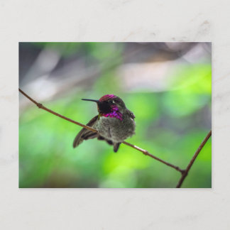 Anna's Hummingbird Briefkaart