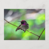 Anna's Hummingbird Briefkaart (Voorkant)