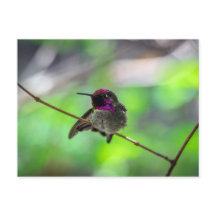 Anna's Hummingbird