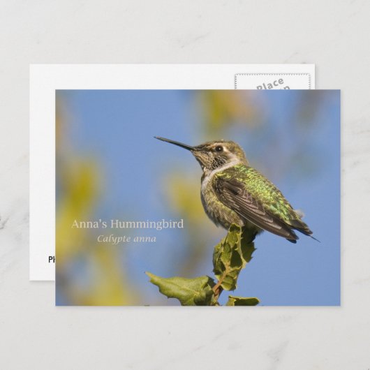 Anna's Hummingbird Briefkaart (Voorkant / Achterkant)